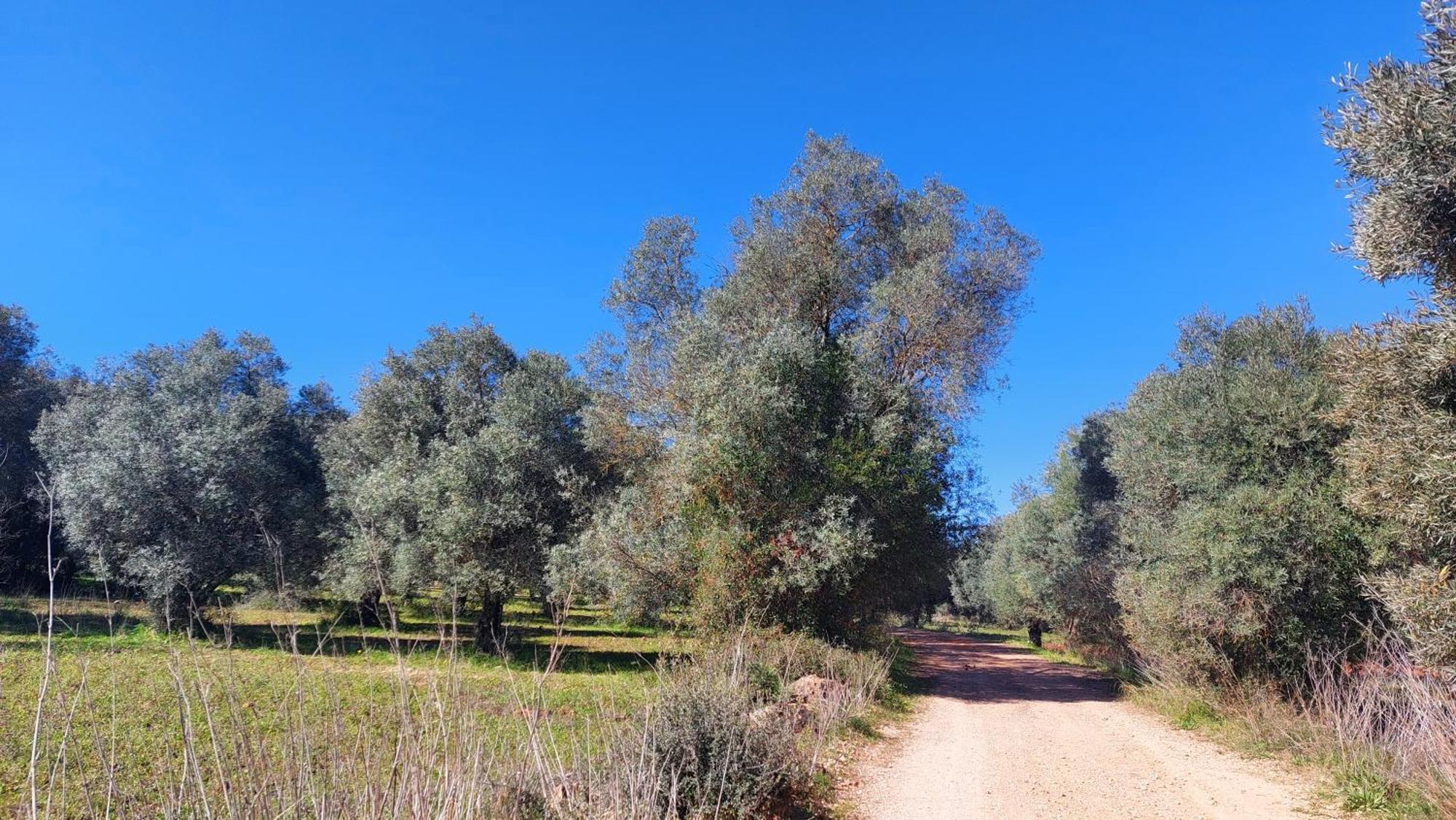 "Oliveiras" Appartement Typique Avec Terrasse Et Piscine Loule Bagian luar foto